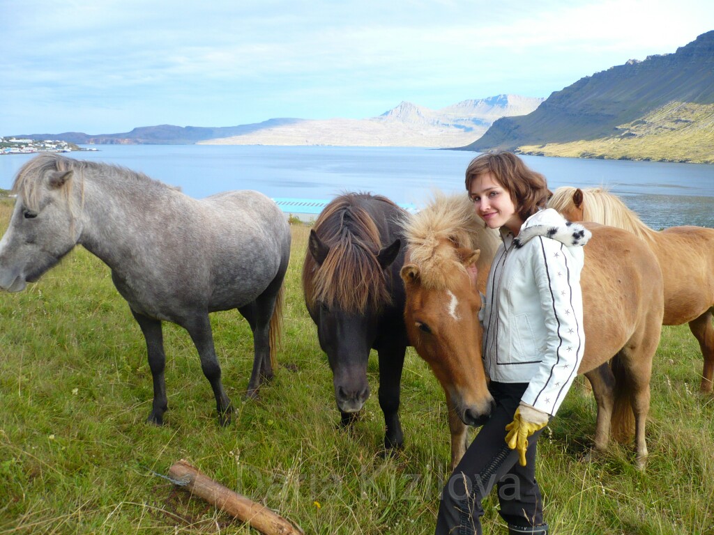 Исландские пони