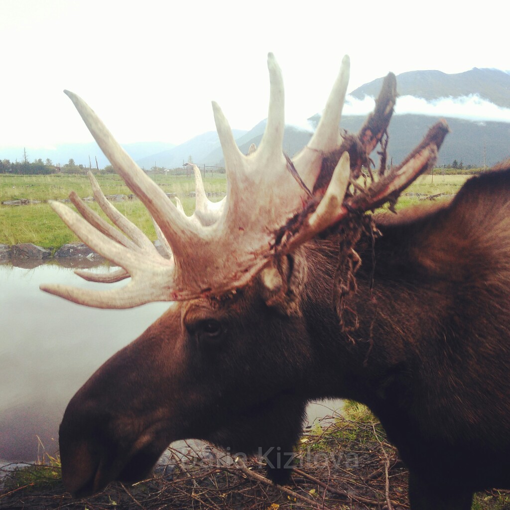 Animals of Alaska