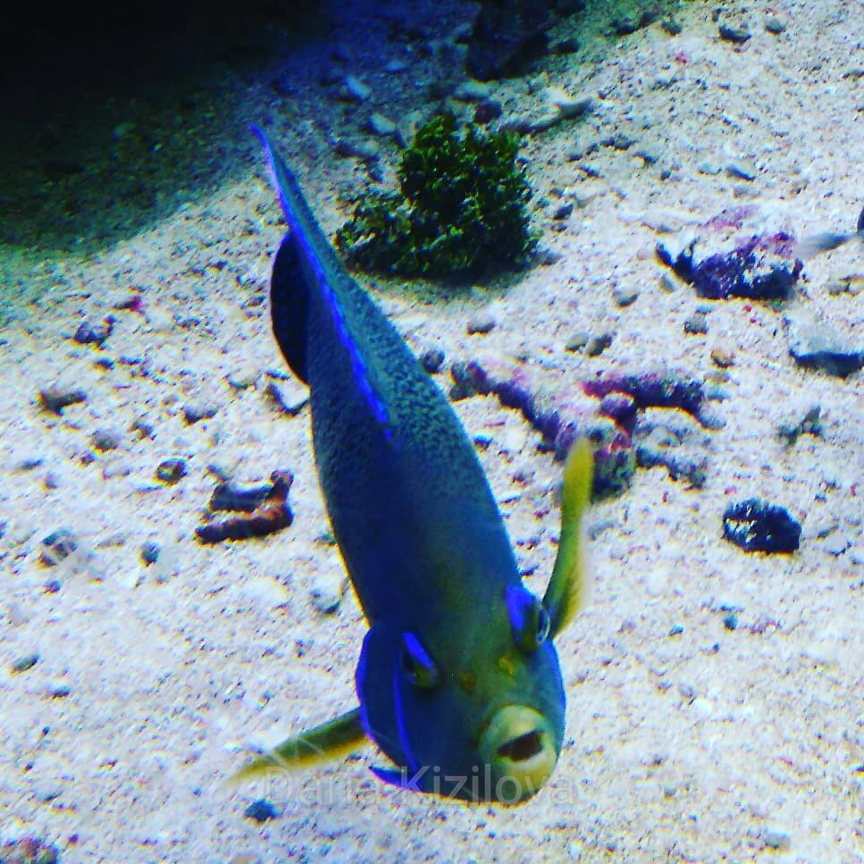 New Caledonian Fish