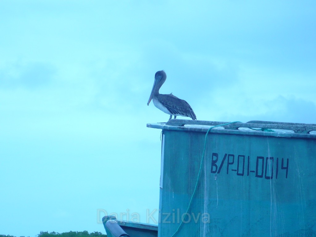 Birds on Galapagos Islands
