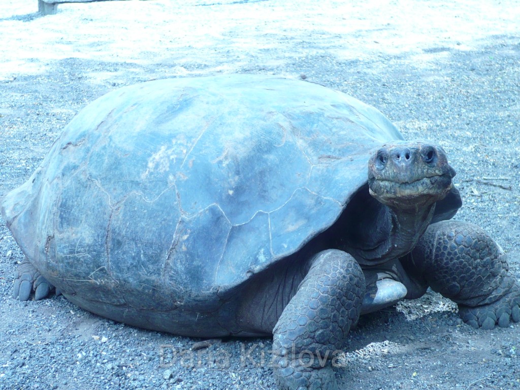Turtles of Galapagos Islands