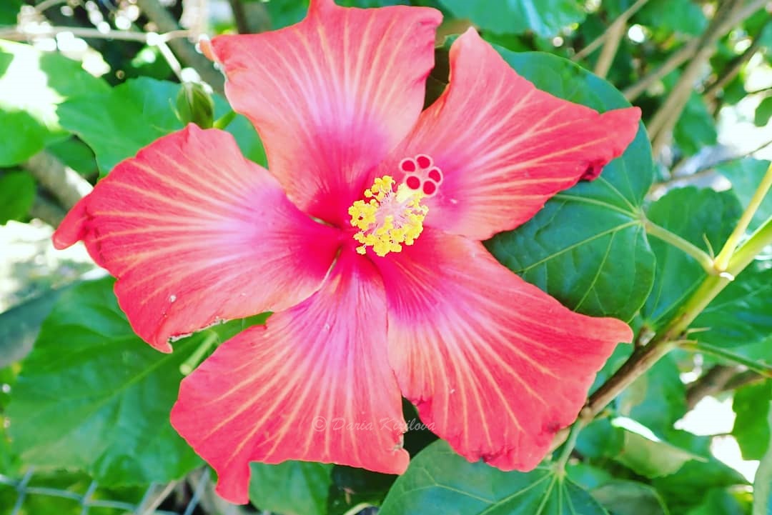 Hibisco Flor