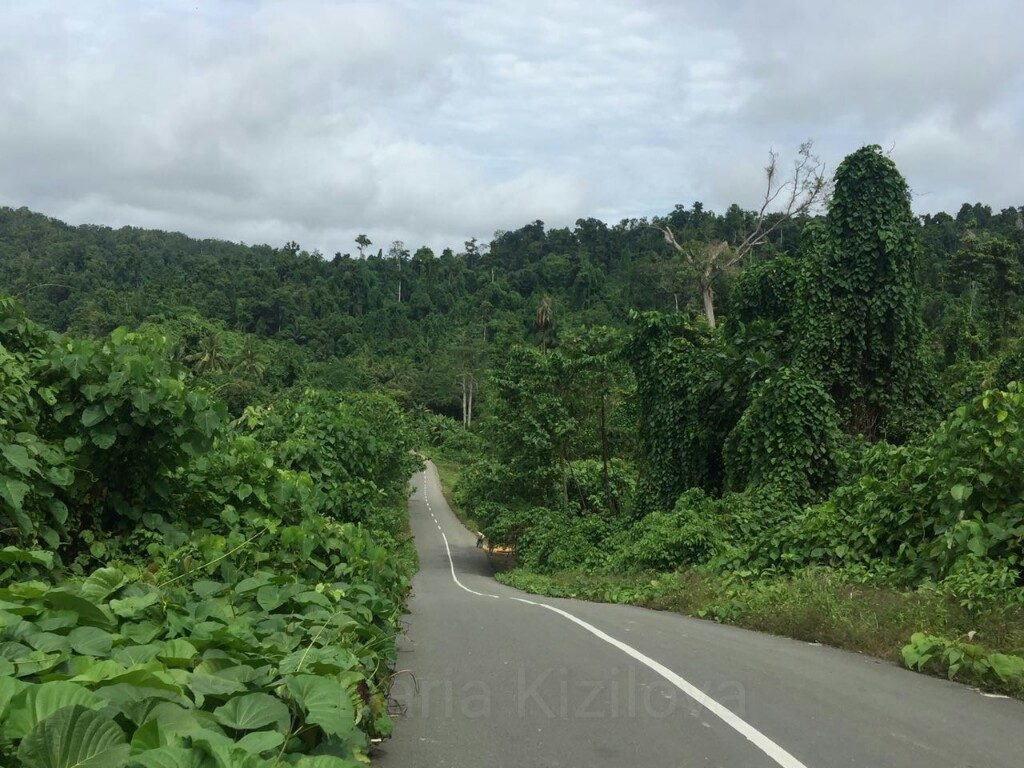 Джунгли Папуа