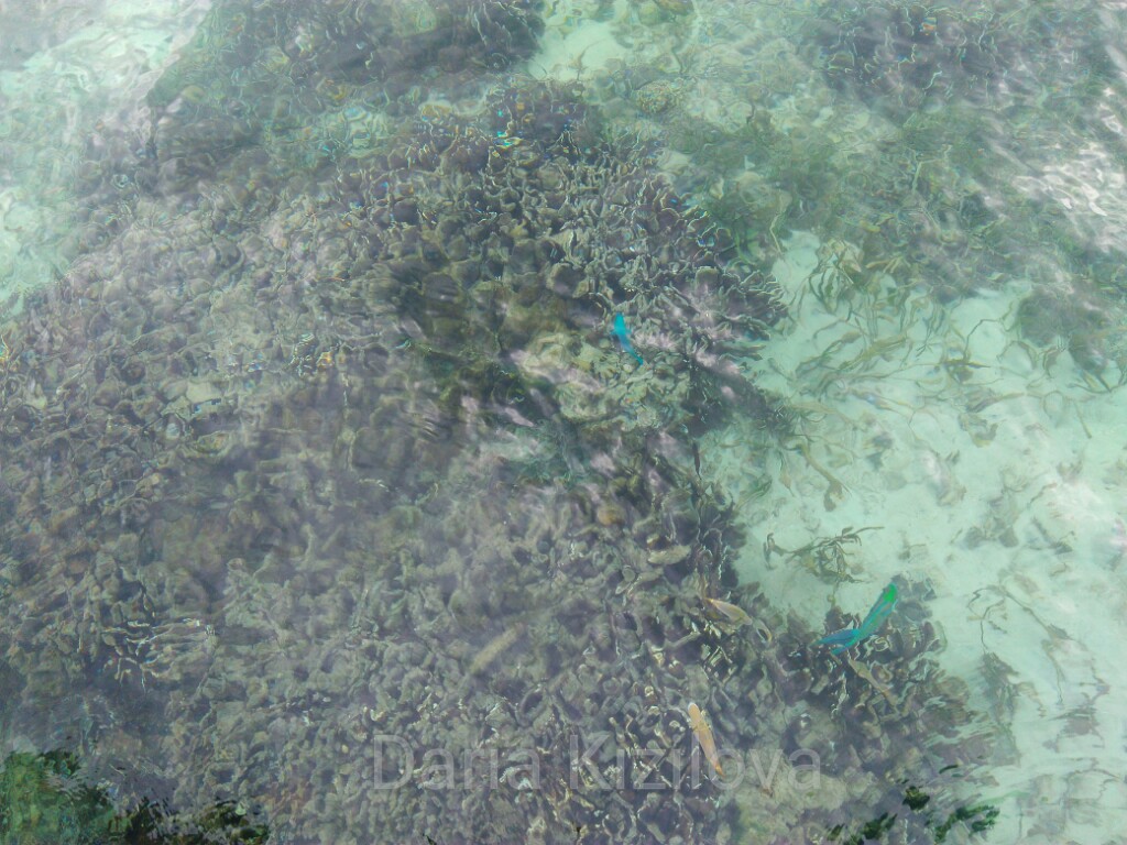 West Papua Coral Reefs