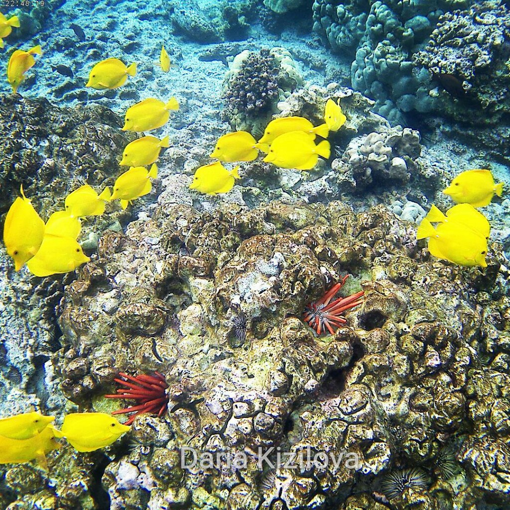 Hawaii Marine Life