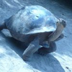 Галапагосские Черепахи