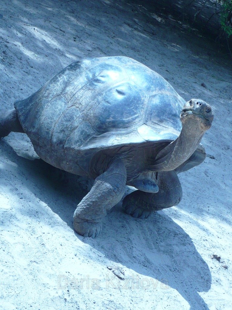 Галапагосские Черепахи