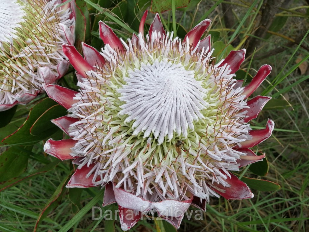 Растения Новой Зеландии