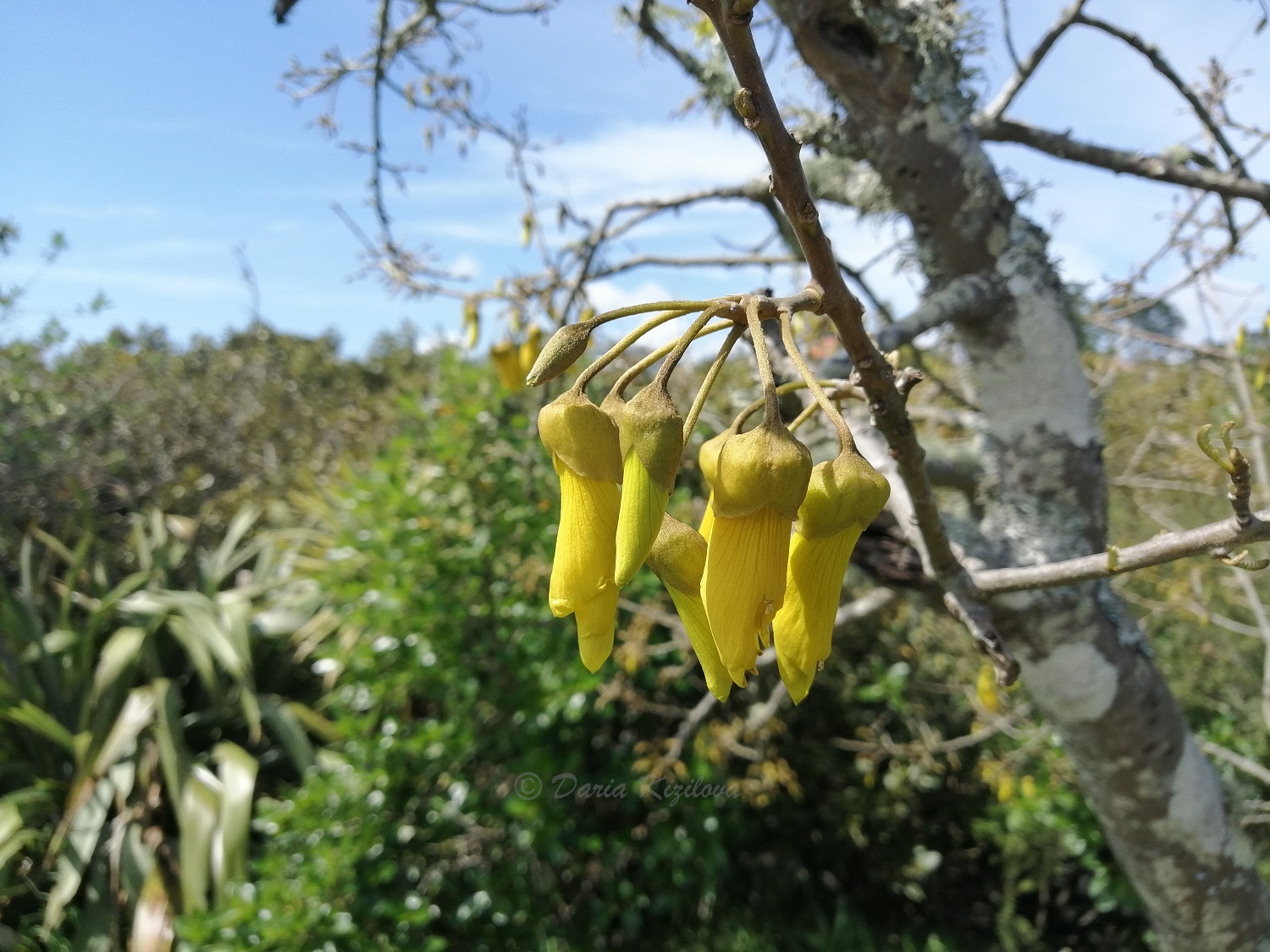 Flora de Nueva Zelanda