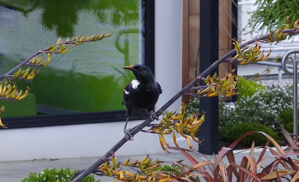 Tui Bird