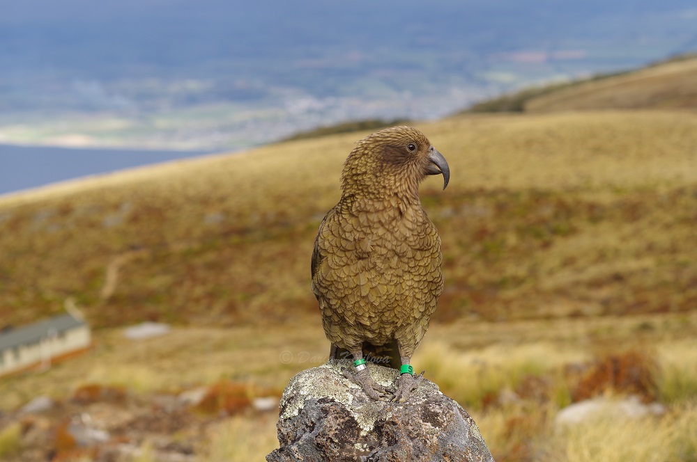 Birds of New Zealand