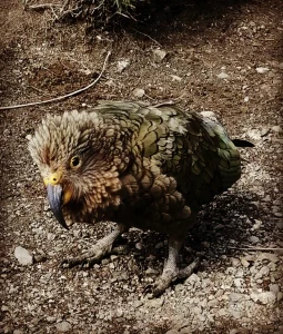 Pajaro Kea