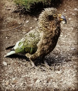 Native Kea