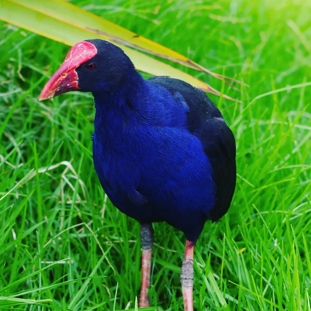 Pukeko Aves