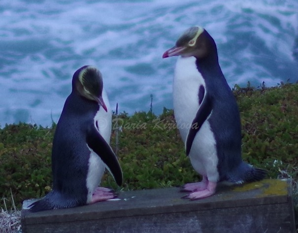 Hoiho Yellow-Eyed Penguin